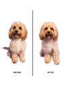 Pet Teezer Detangling Pink
