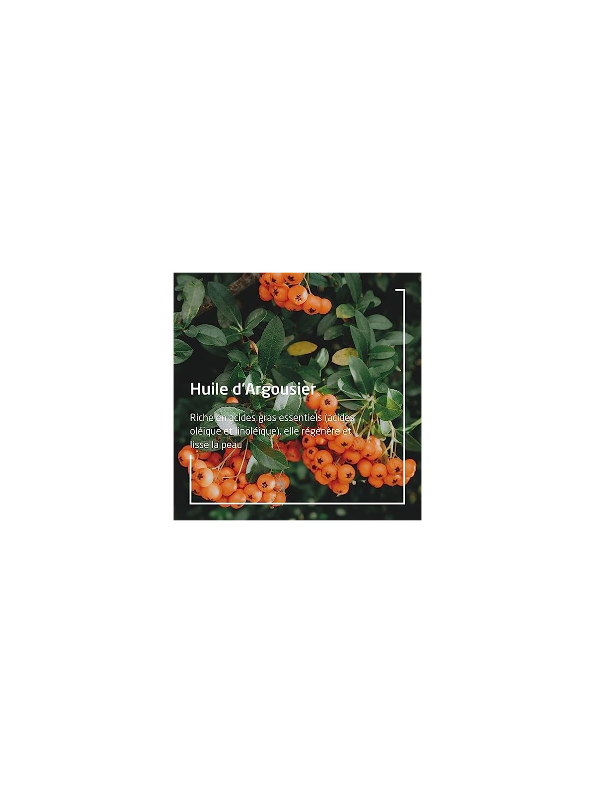Weleda Sea Buckthorn 24H Roll-On Deodorant unisex 50ml