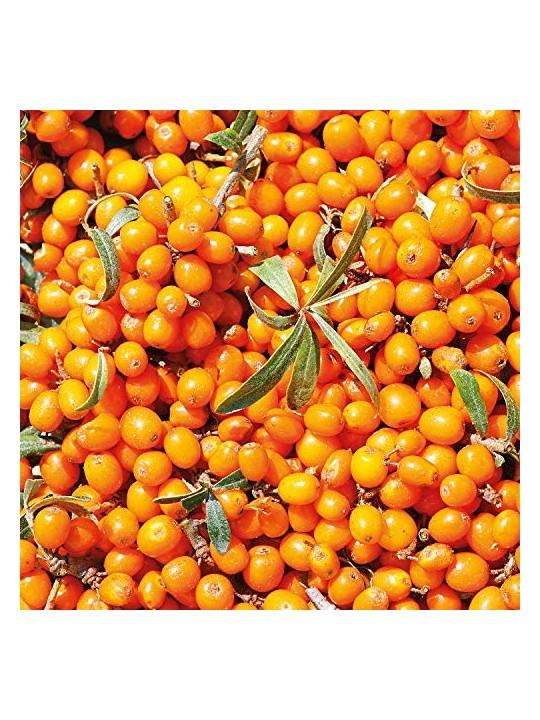 Weleda Sea Buckthorn 24H Roll-On Deodorant unisex 50ml