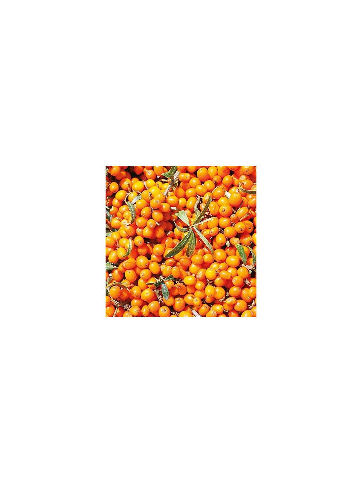 Weleda Sea Buckthorn 24H Roll-On Deodorant unisex 50ml