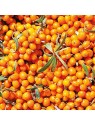 Weleda Sea Buckthorn 24H Roll-On Deodorant unisex 50ml