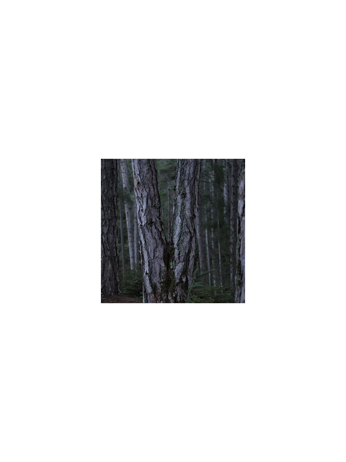 Korres Black Pine 4D Bioshapelift Siero Contorno Viso Rassodante Donna 40ml