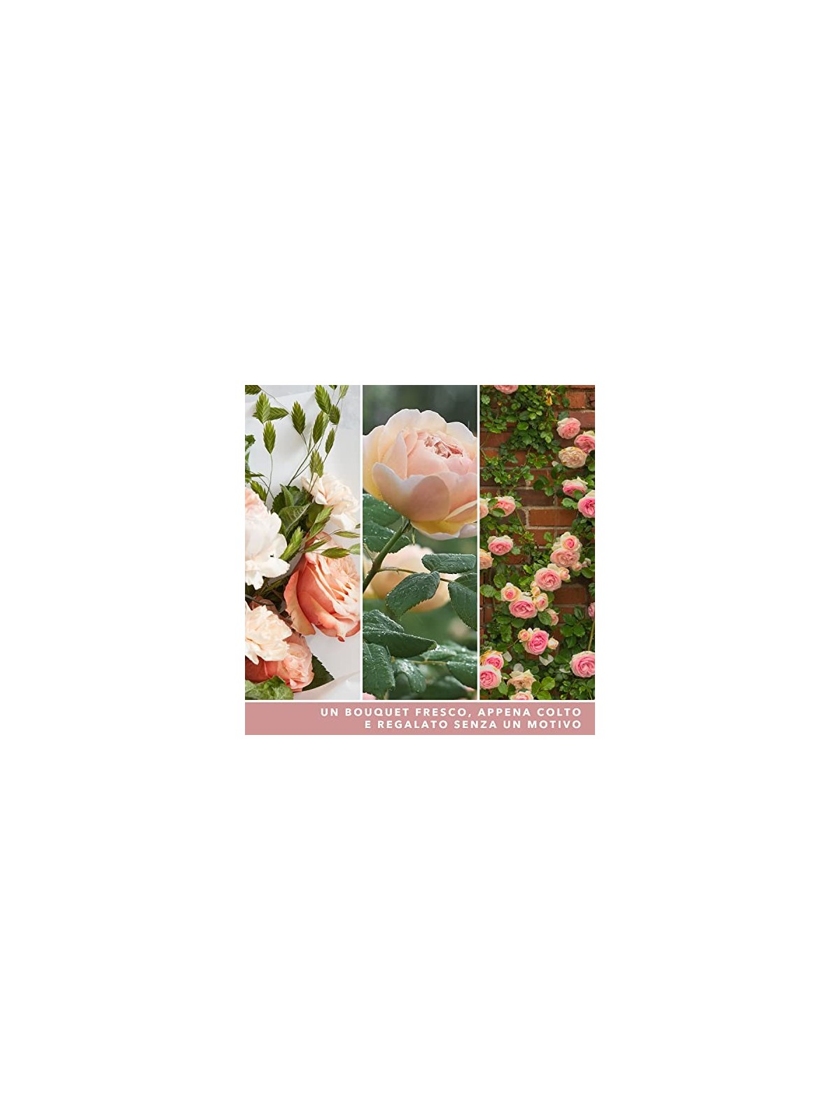 Yankee Candle Signature Scented Candle Fresh Cut Roses