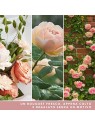 Yankee Candle Signature Scented Candle Fresh Cut Roses