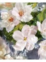 Profumo Guerlain Aqua Allegoria Flora Cherrysia EDT 125ml