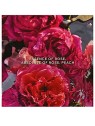 Guerlain AQUA ALLEGORIA ROSA ROSSA eau de parfum spray 200ml donna