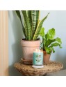 Yankee Candle Aloe Agave Candela profumata 5670g
