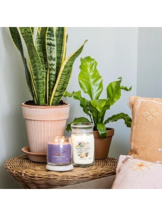 Candela Signature Stargazing