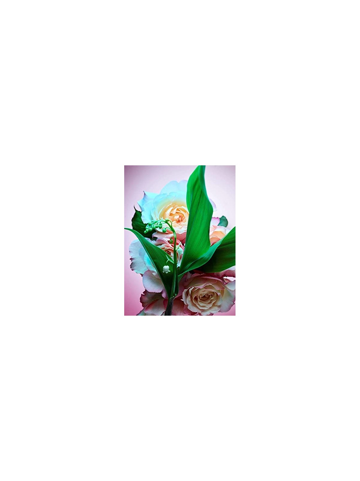 Bvlgari Rose Goldea Blossom Delight eau de parfum spray donna 50ml Bvlgari www.essenzetotalstyle.com 