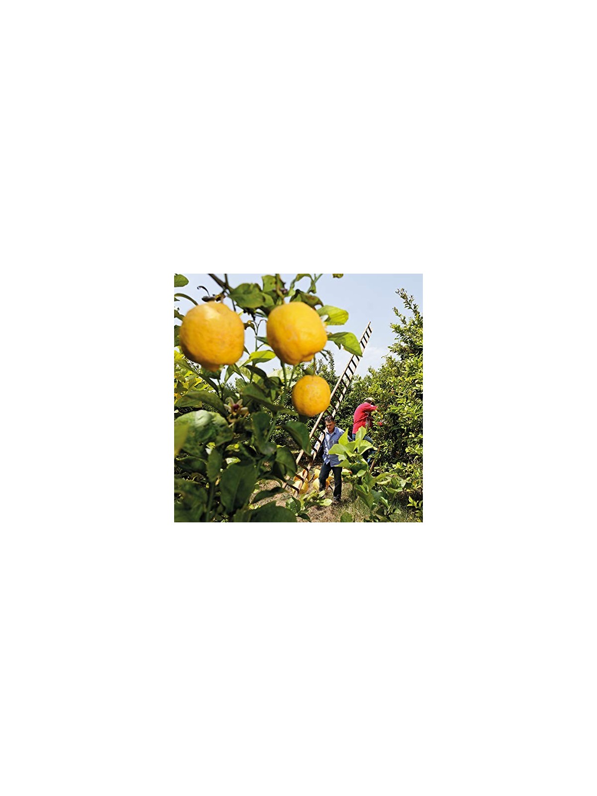 Weleda Citrus Refreshing Oil unisex 100ml