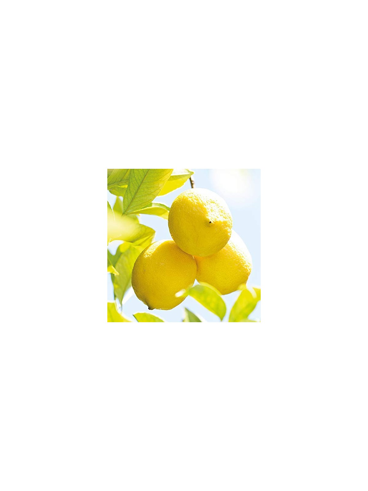 Weleda Citrus Refreshing Oil unisex 100ml