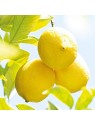 Weleda Citrus Refreshing Oil unisex 100ml