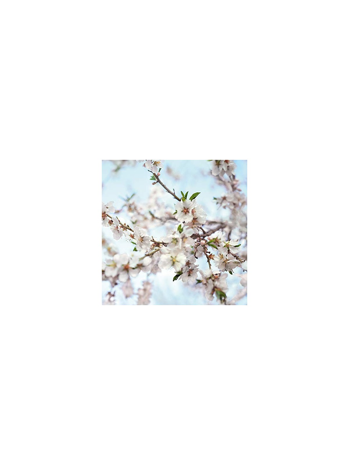 Olio massaggiante per seno Weleda 50ml