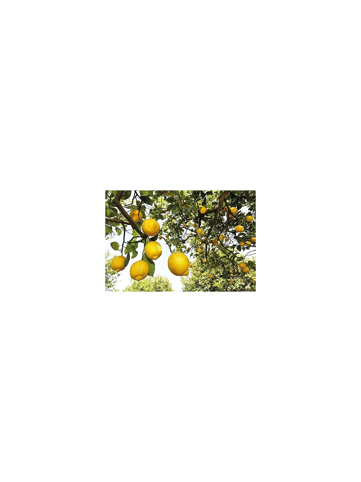 Deodorante agli agrumi 24H donna 200 ml