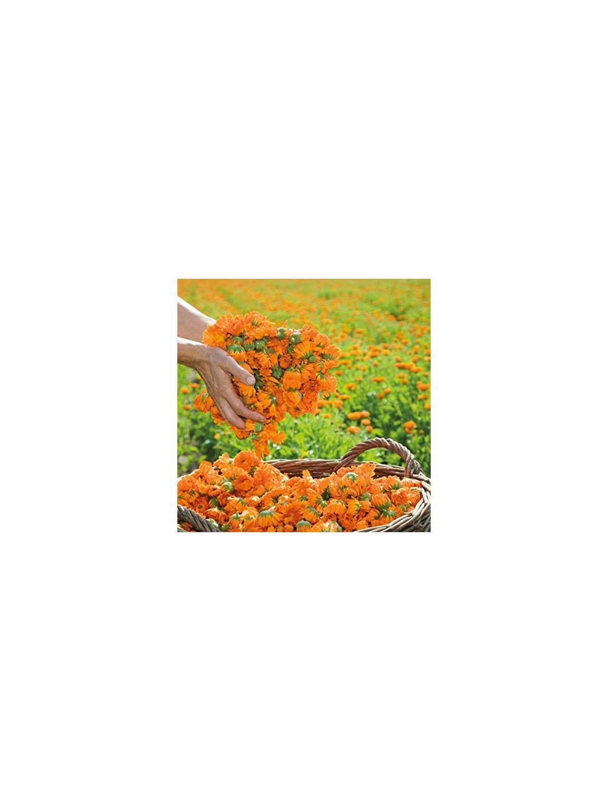 Weleda Lozione per la pelle unisex alla Calendula Marigold 200ml