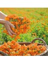 Weleda Lozione per la pelle unisex alla Calendula Marigold 200ml