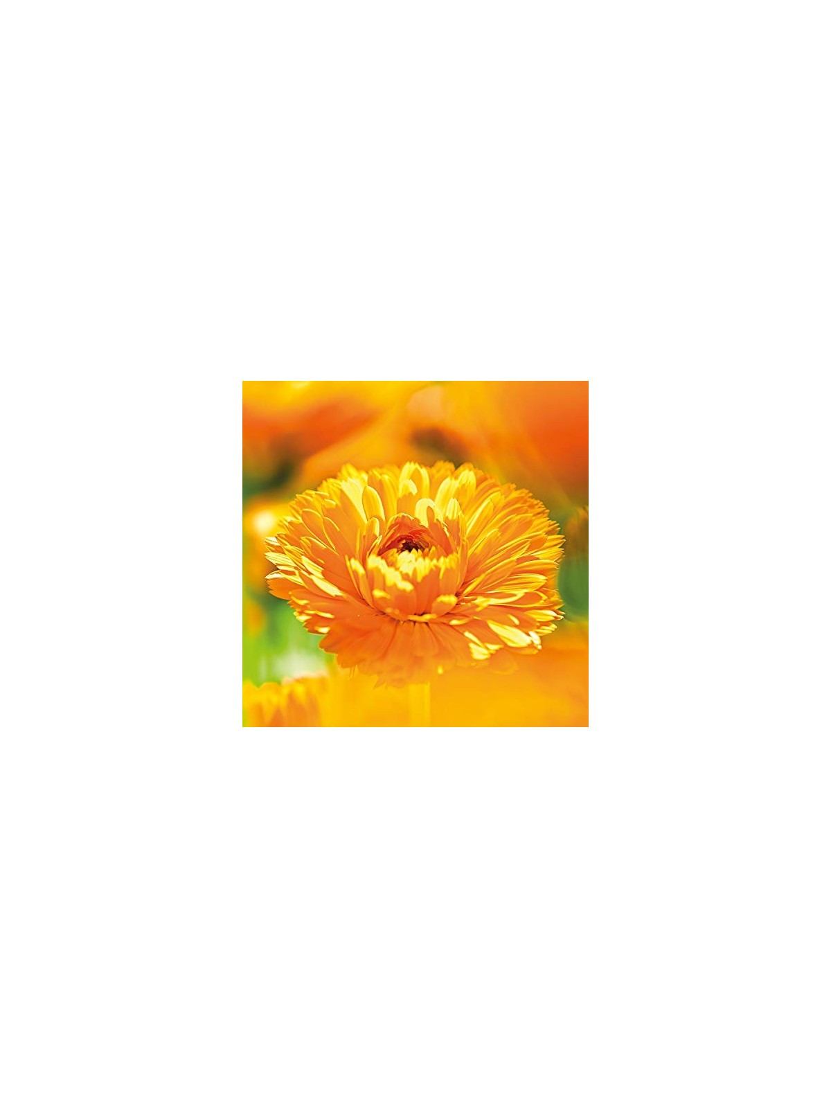 Olio calendula per bambini Weleda 200ml