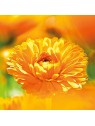 Balsamo protettivo Calendula Weleda unisex 30ml