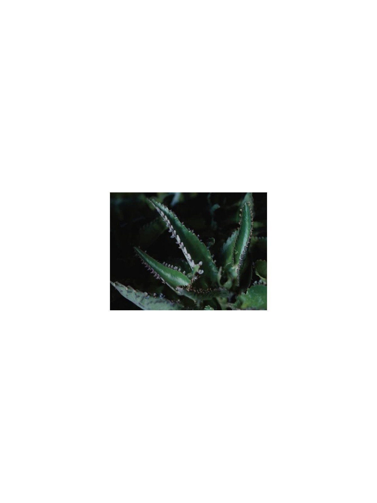 Dr Hauschka Stick per la cura delle labbra 49 g donna
