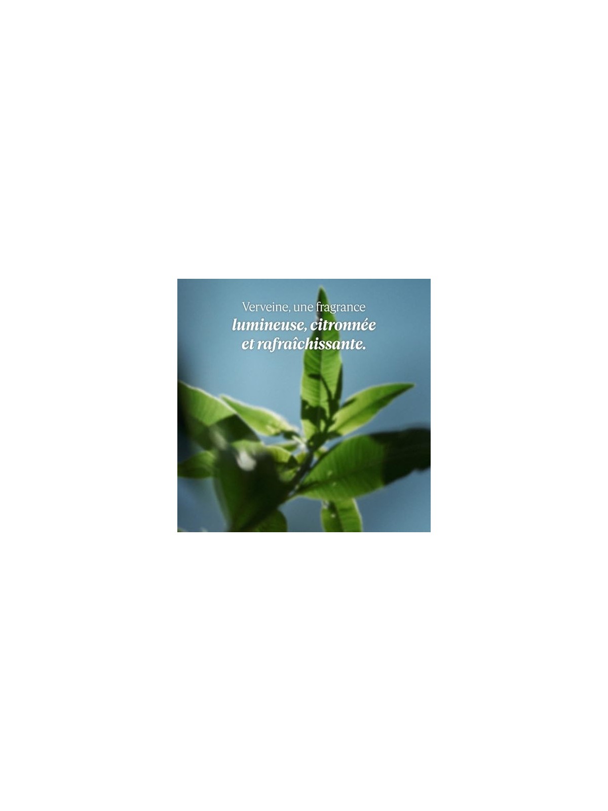 L'Occitane Verbena Cooling Hand Cream Gel donna 30ml