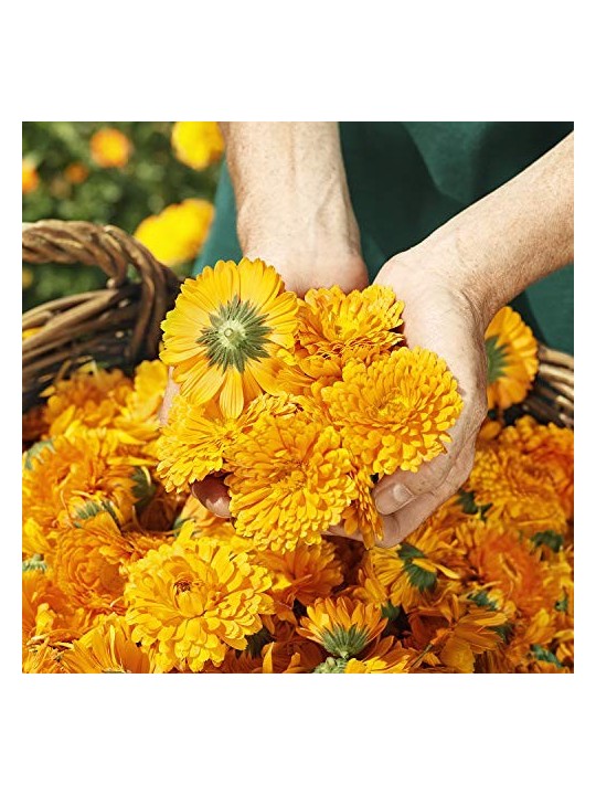 Crema viso Weleda Calendula 50ml