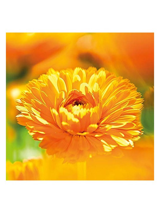 Crema viso Weleda Calendula 50ml