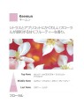 Diffusore di Aroma Millefiori Zona Keemun Tï¿½ï¿½ Fiorito
