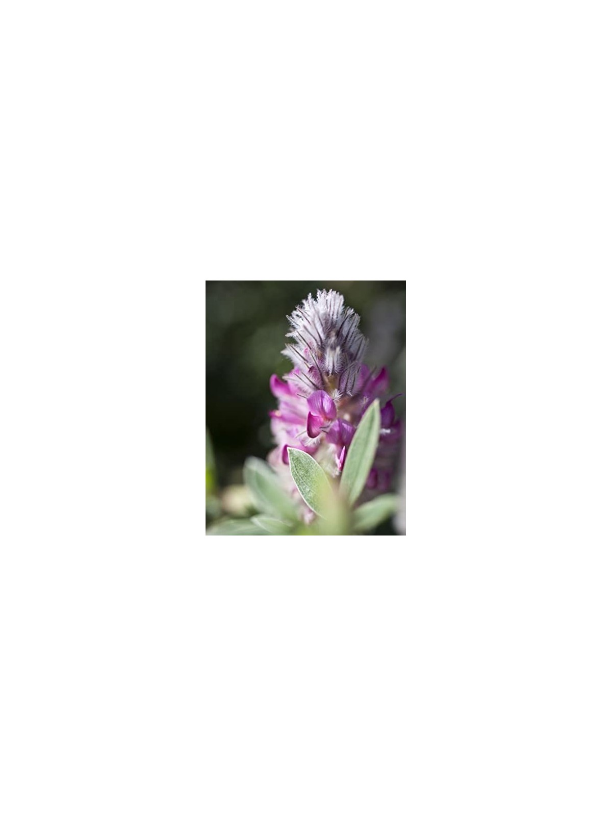 Diffusore per Ambienti Zenology Ebenus 1000ml