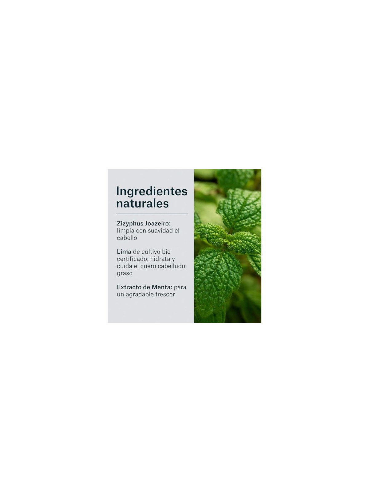 Natur Vital MEN SHAMPOO ANTIFORFORA RINFRESCANTE per capelli grassi 300ml unisex