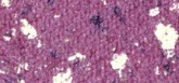 PUPA Milano Ombretti altamente pigmentati Vamp! Ombretto compatto 1,5 g - Tonalità: 101 Purple Crash - Gems donna